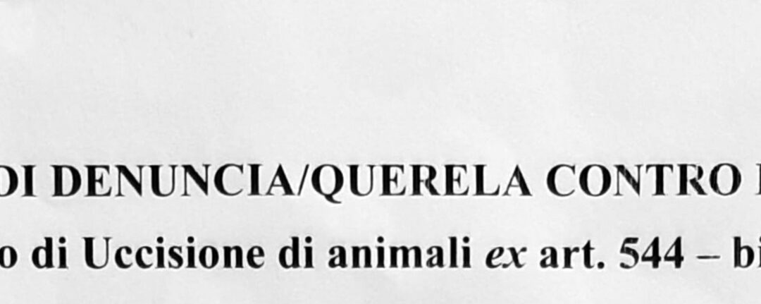 Denunziato il torturatore ed uccisore di un cane a Siracusa