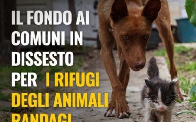 10 milioni ai Comuni per i rifugi degli animali randagi