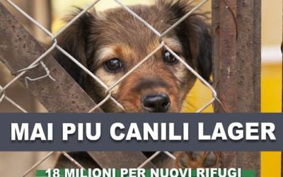 Comuni in dissesto: assegnata la seconda tranche dei contributi per la costruzione di nuovi rifugi per cani randagi